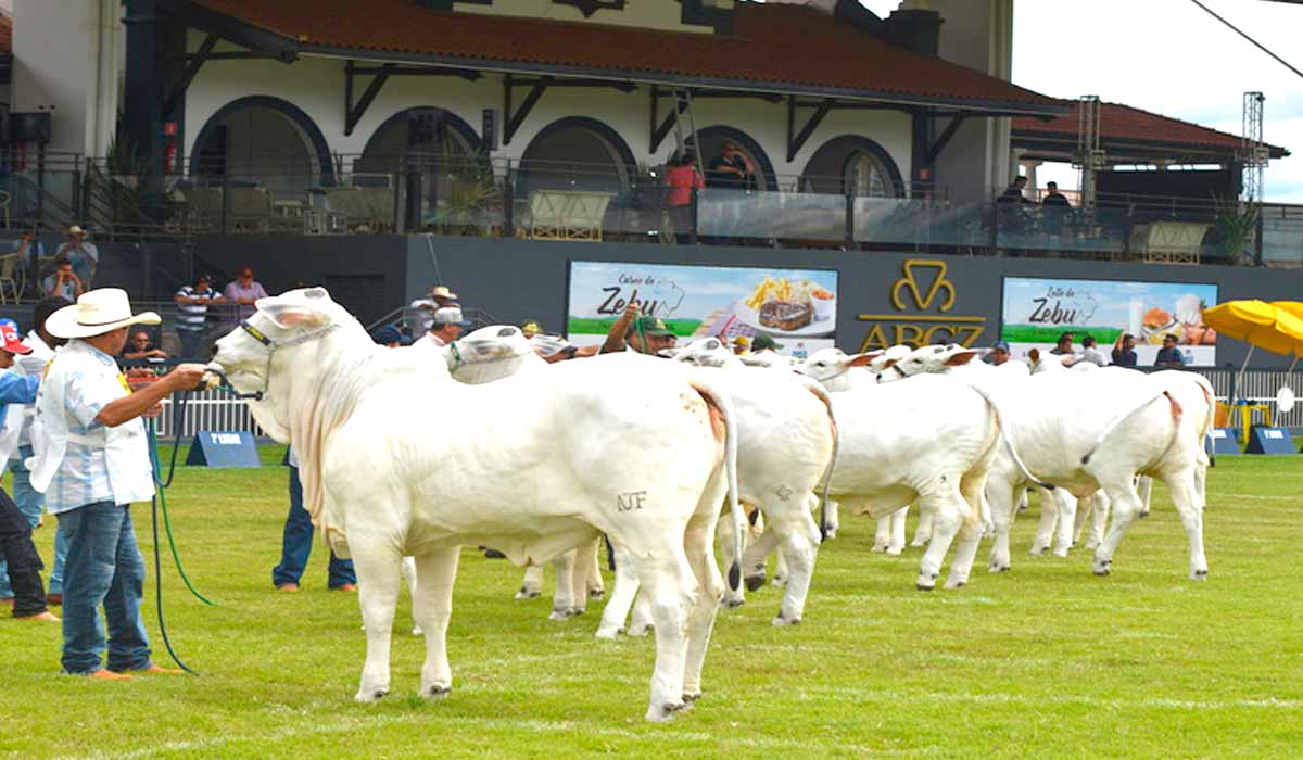 Animais na pista de julgamento Animais na pista de julgamento
