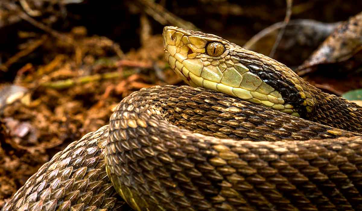 Verão eleva risco de acidentes com animias peçonhentos