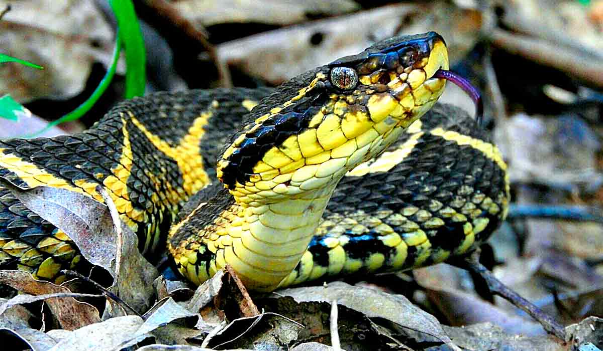 Jararacuçu (Bothrops jararacussu) Jararacuçu (Bothrops jararacussu)