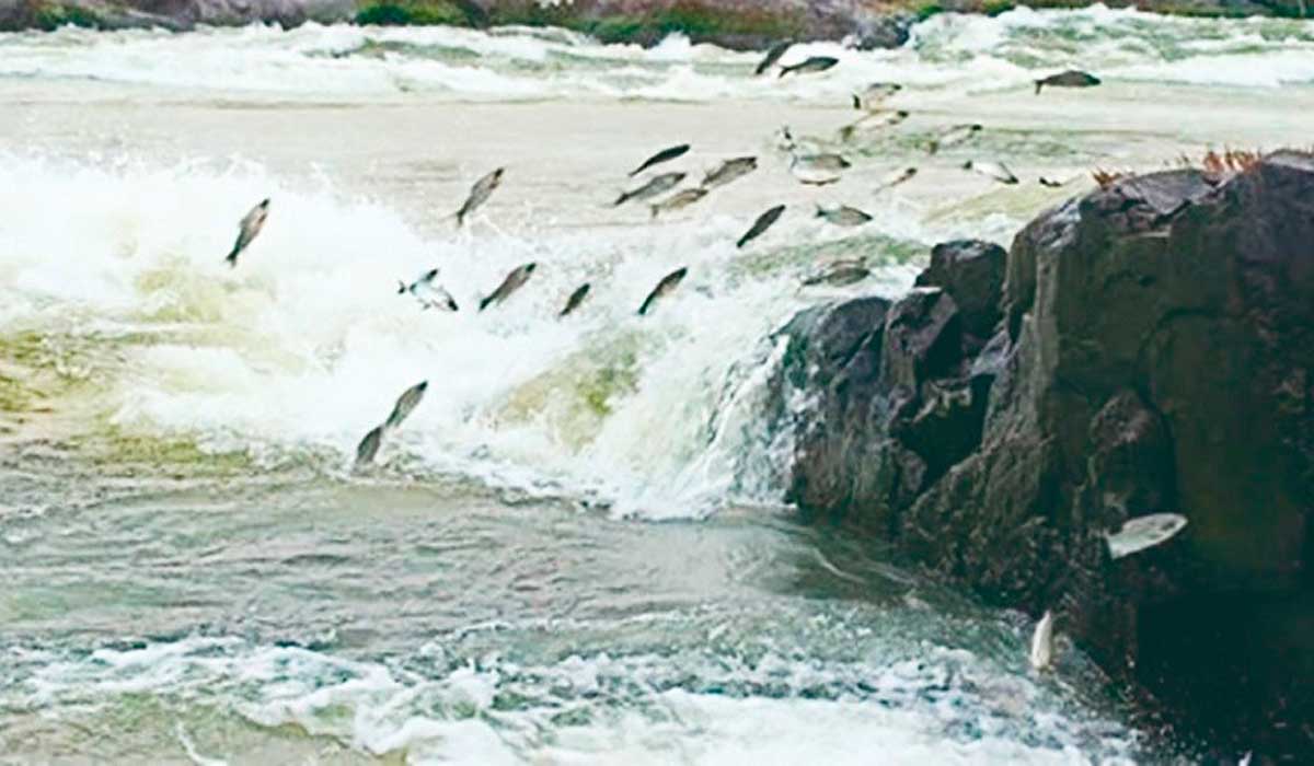 Quando acaba a piracema?