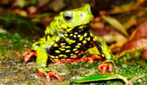 Sapinho-admirável-de-barriga-vermelha (Melanophryniscus admirabilis)