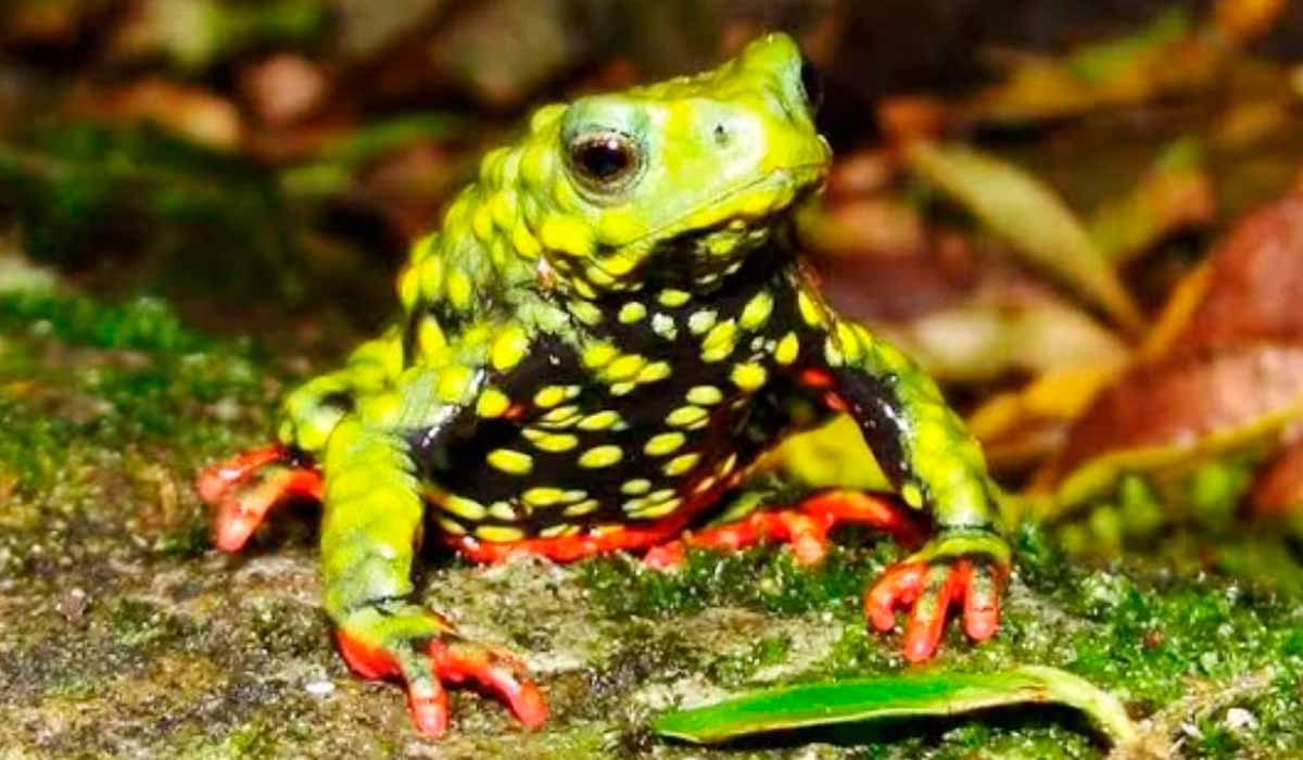 Fauna – Sapinho que barrou uma hidrelétrica encara a crise climática