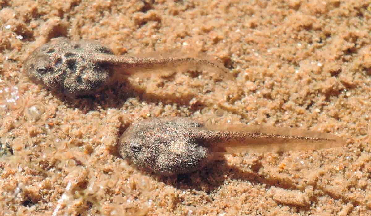 Girinos de sapinho-admirável - Foto: Michelle Abadie Girinos de sapinho-admirável - Foto: Michelle Abadie