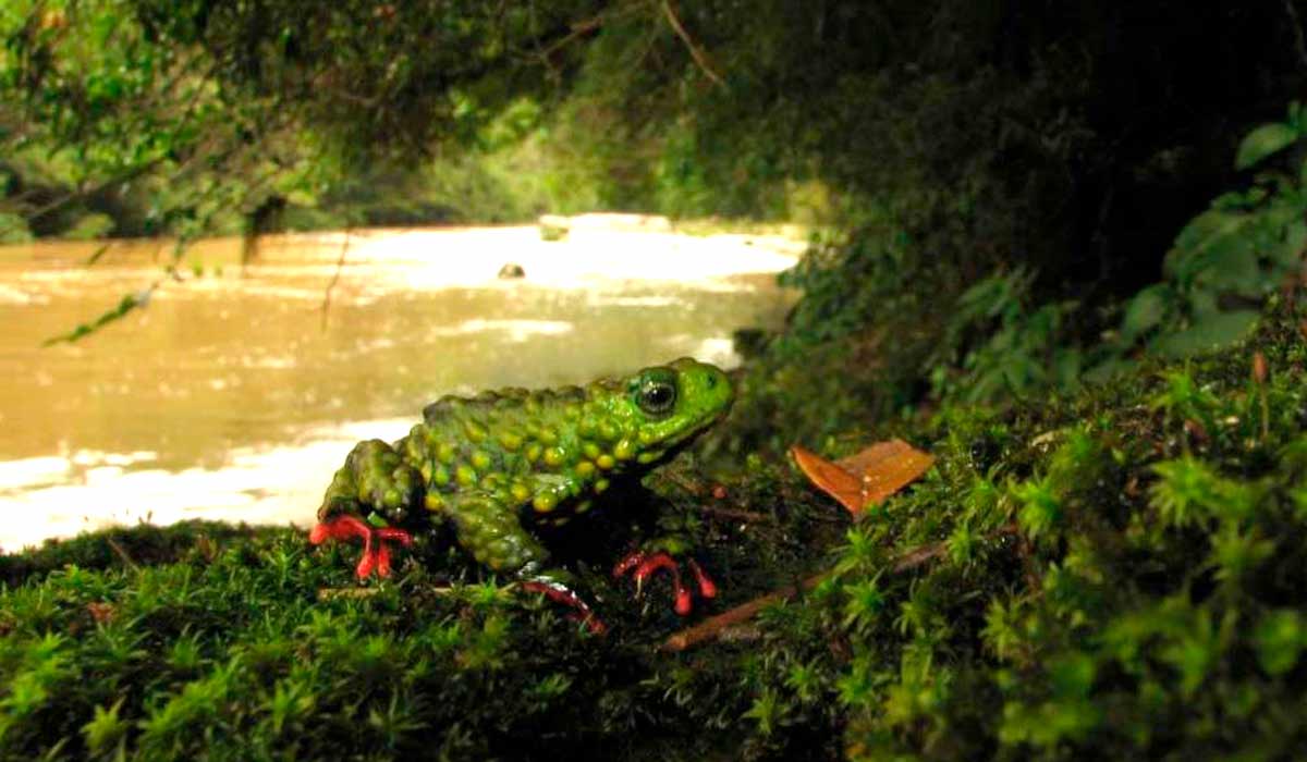 O sapinho Às margens do Rio Forqueta, seu ambiente natural - Foto: Márcio Borges Martins - Laboratório de Herpetologia da UFRGS O sapinho Às margens do Rio Forqueta, seu ambiente natural - Foto: Márcio Borges Martins - Laboratório de Herpetologia da UFRGS