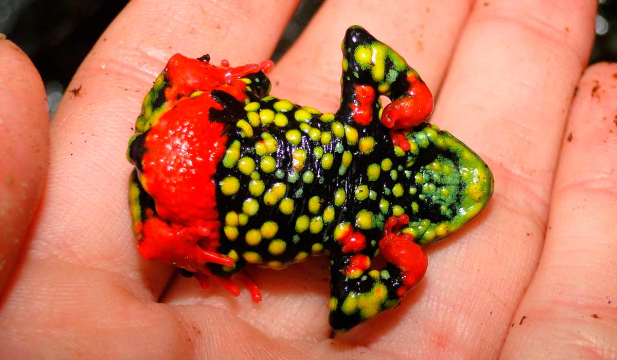 O sapinho-admirável-de-barriga-vermelha (Melanophryniscus admirabilis) em vista ventral O sapinho-admirável-de-barriga-vermelha (Melanophryniscus admirabilis) em vista ventral
