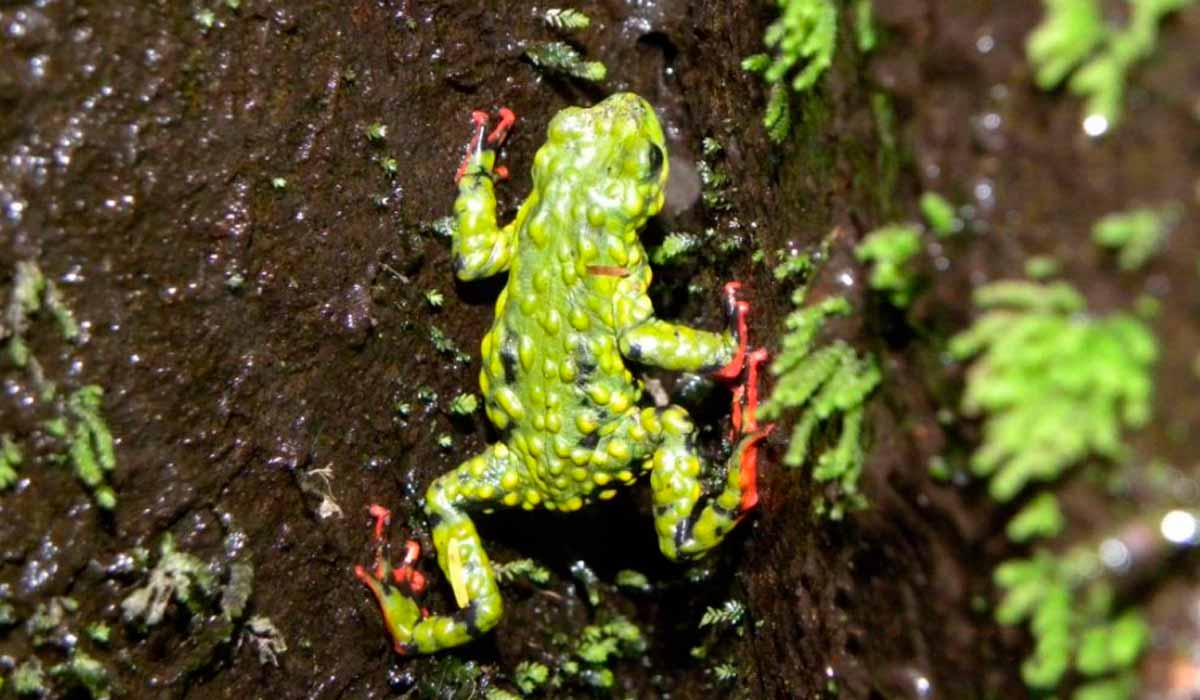 Espécime de Melanophryniscus admirabilis escalando paredão rochoso com vegetação Espécime de Melanophryniscus admirabilis escalando paredão rochoso com vegetação