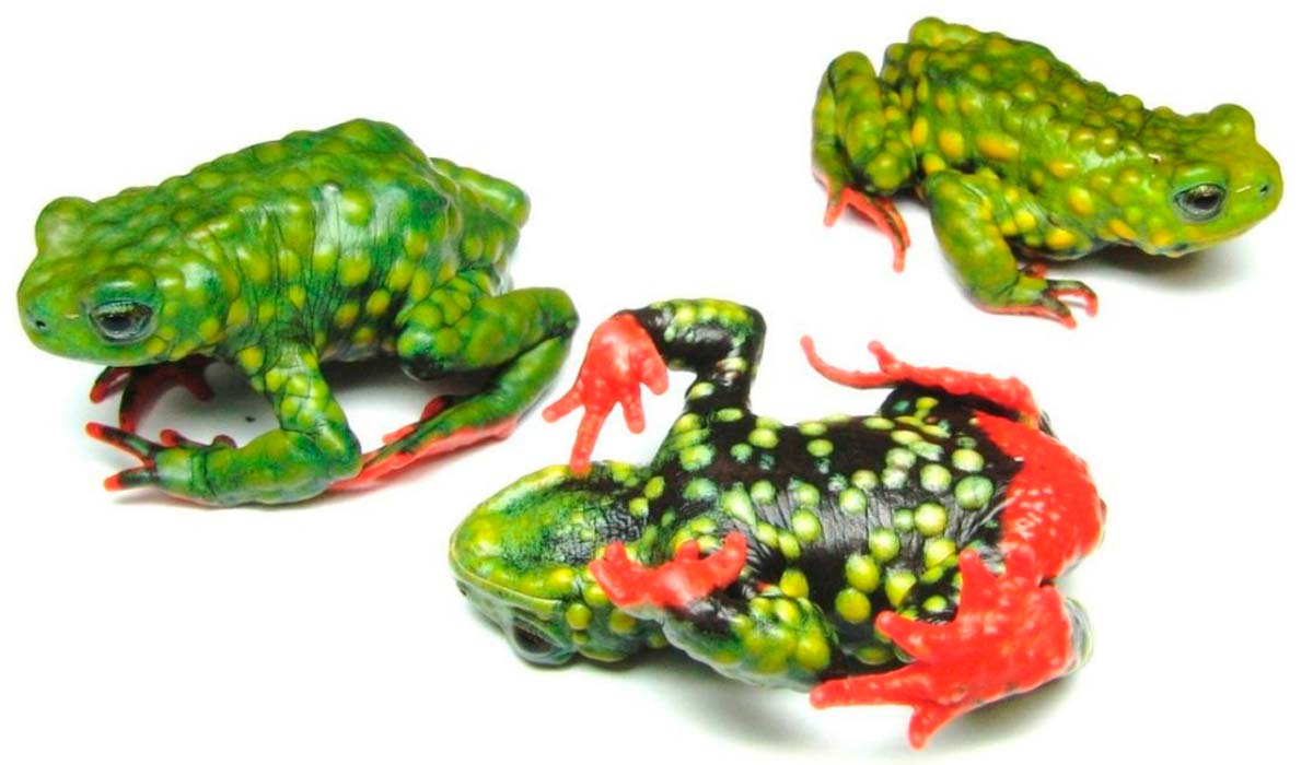 Padrão de coloração dorsal e ventral de indivíduos adultos de M. admirabilis - Fonte: Michelle Abadie de Vasconcellos - UFRGS Padrão de coloração dorsal e ventral de indivíduos adultos de M. admirabilis - Fonte: Michelle Abadie de Vasconcellos - UFRGS