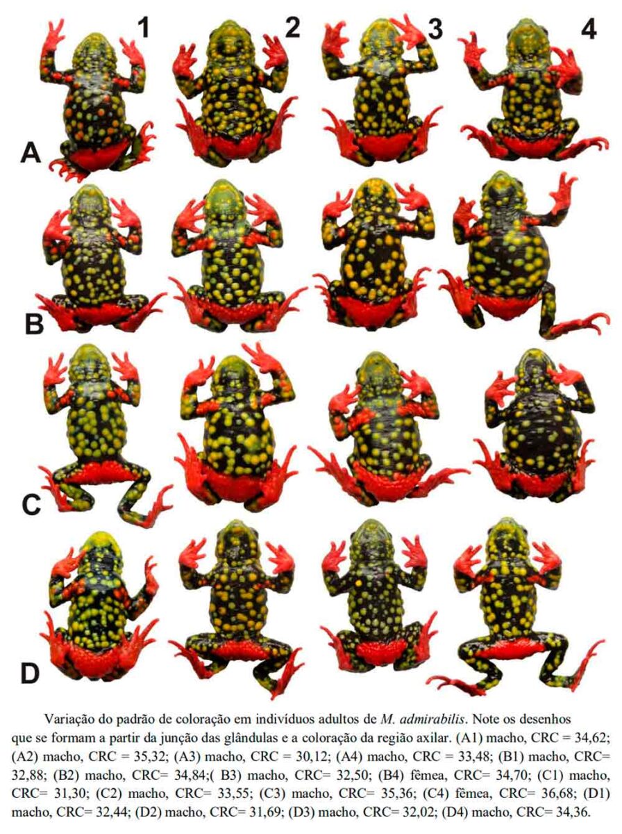 Variação do padrão de coloração em indivíduos adultos de M. admirabilis - Fonte: Michelle Abadie de Vasconcellos - UFRGS Variação do padrão de coloração em indivíduos adultos de M. admirabilis - Fonte: Michelle Abadie de Vasconcellos - UFRGS