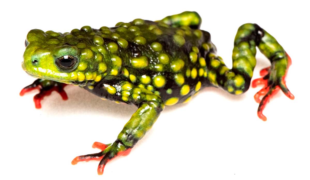 O sapinho-admirável foi uma das espécies escolhidas para fazer parte do Plano Nacional de Ação para a Conservação de Espécies Ameaçadas coordenado pelo Instituto Chico Mendes de Conservação da Biodiversidade (ICMBio) O sapinho-admirável foi uma das espécies escolhidas para fazer parte do Plano Nacional de Ação para a Conservação de Espécies Ameaçadas coordenado pelo Instituto Chico Mendes de Conservação da Biodiversidade (ICMBio)