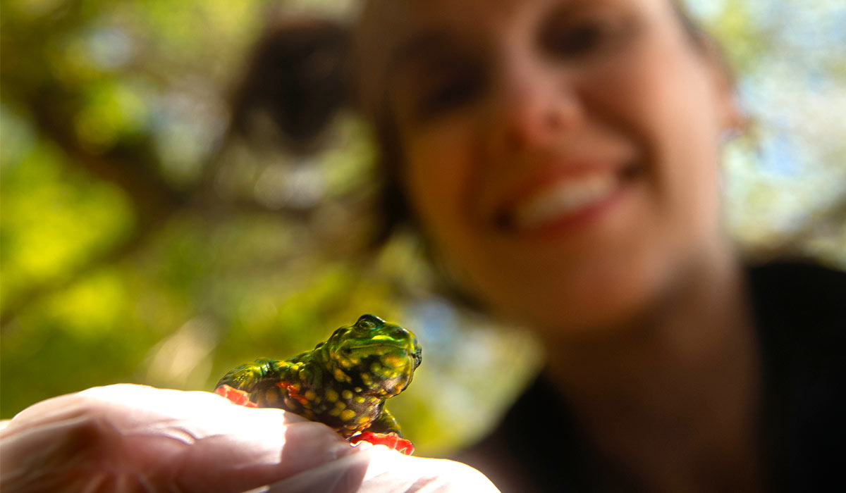 A pesquisadora Michelle Abadie com o sapinho-admirável-de-barriga-vermelha - Foto: Thamys Trindade A pesquisadora Michelle Abadie com o sapinho-admirável-de-barriga-vermelha - Foto: Thamys Trindade