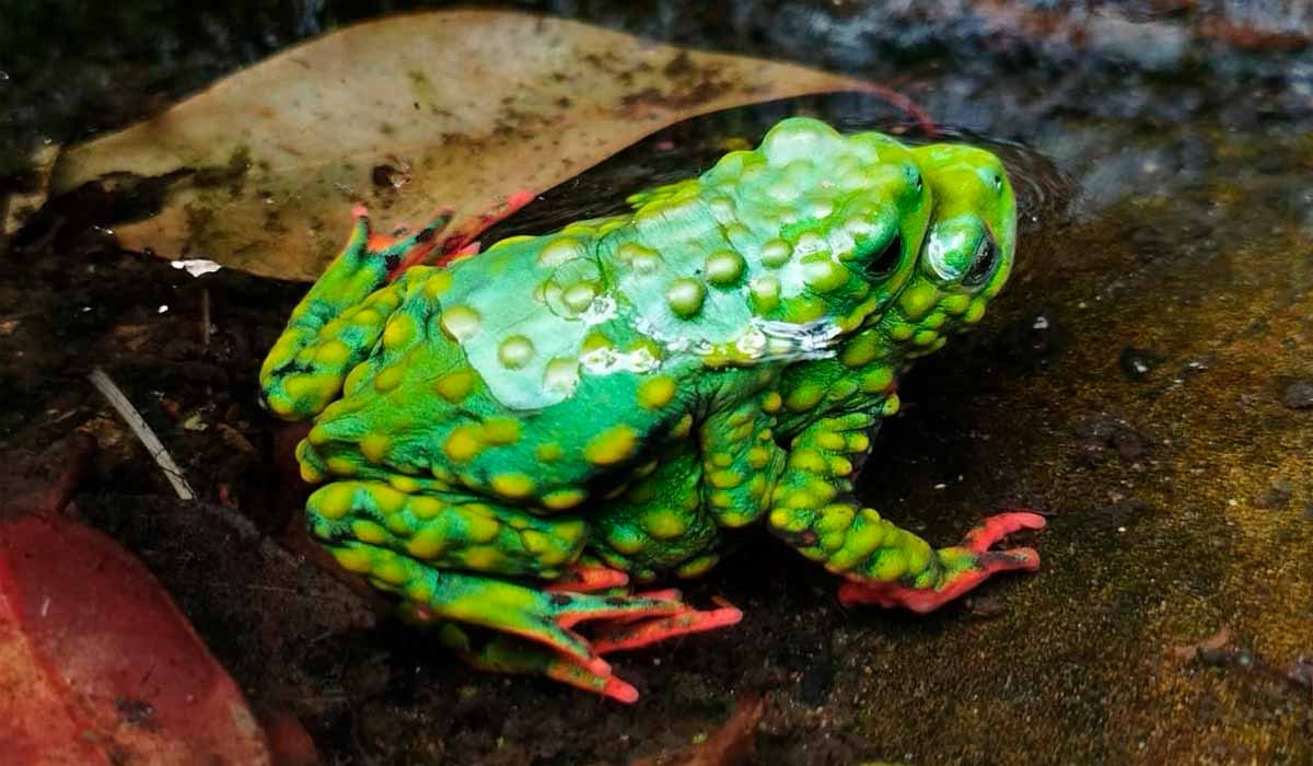 Sapinhos-admiráveis copulando - Foto: Thamys Trindade Sapinhos-admiráveis copulando - Foto: Thamys Trindade