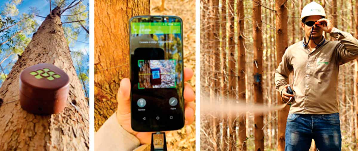 Dendrômetros digitais são sensores que medem o crescimento diariamente das árvores, permitindo a obtenção do comportamento das florestas em diferentes fases do seu estabelecimento - Foto: Revista Opiniões Dendrômetros digitais são sensores que medem o crescimento diariamente das árvores, permitindo a obtenção do comportamento das florestas em diferentes fases do seu estabelecimento - Foto: Revista Opiniões