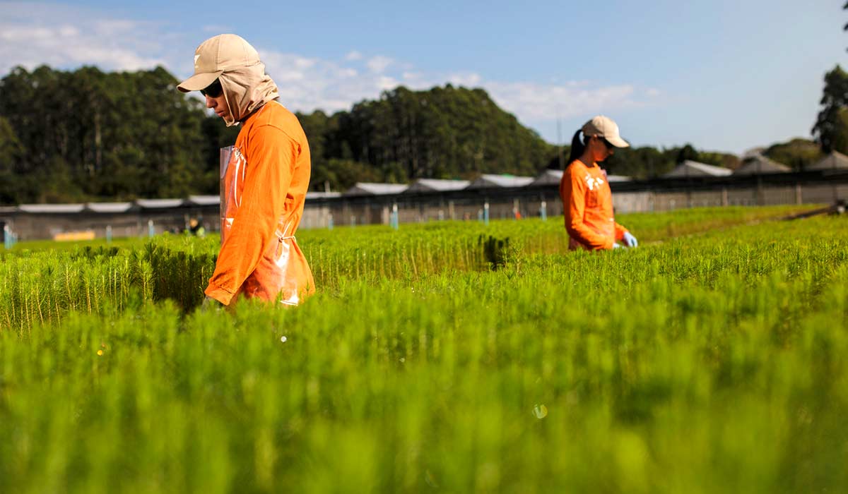 Desde o viveiro de mudas, a silvicultura evolui constantemente, incorporando novas técnicas e tecnologias Desde o viveiro de mudas, a silvicultura evolui constantemente, incorporando novas técnicas e tecnologias