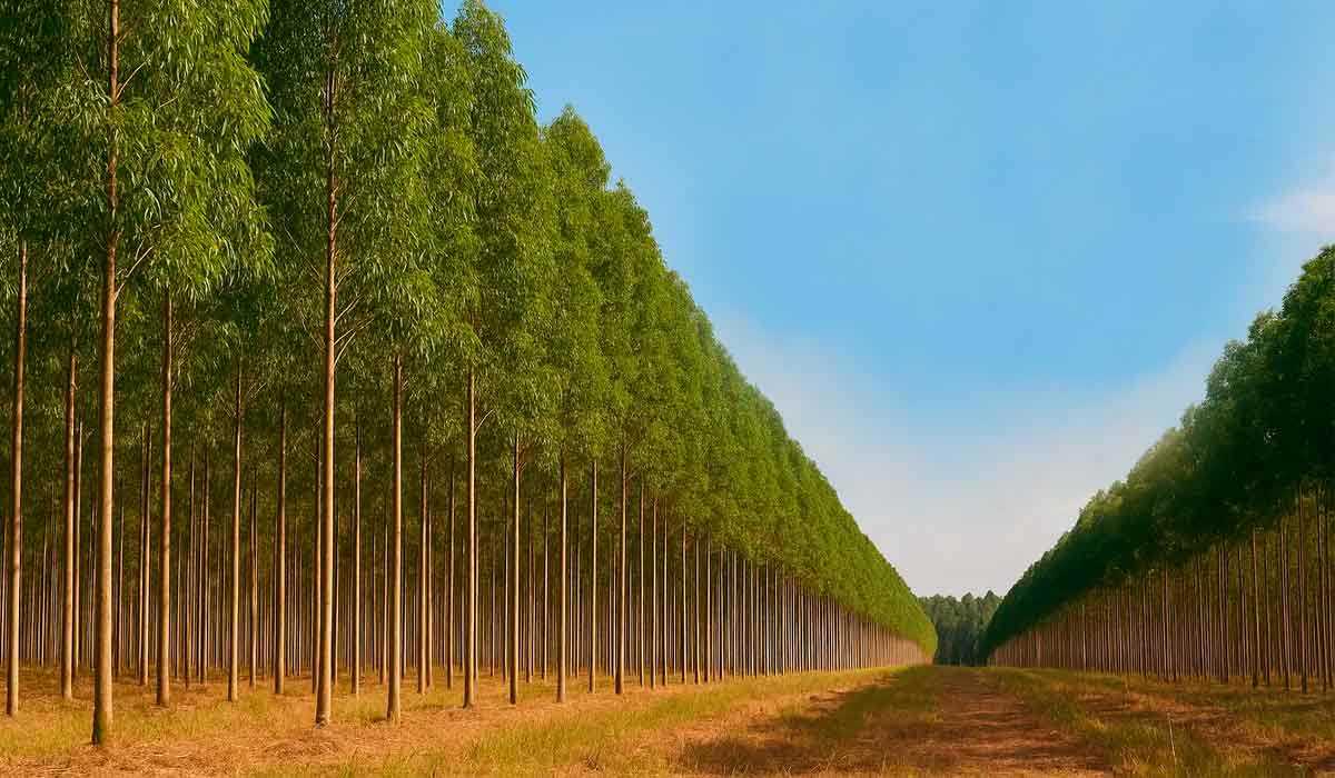 A homogeneidade proporciona maior controle e facilidade para entrada das máquinas, além de mais precisão nos cálculos de volume A homogeneidade proporciona maior controle e facilidade para entrada das máquinas, além de mais precisão nos cálculos de volume