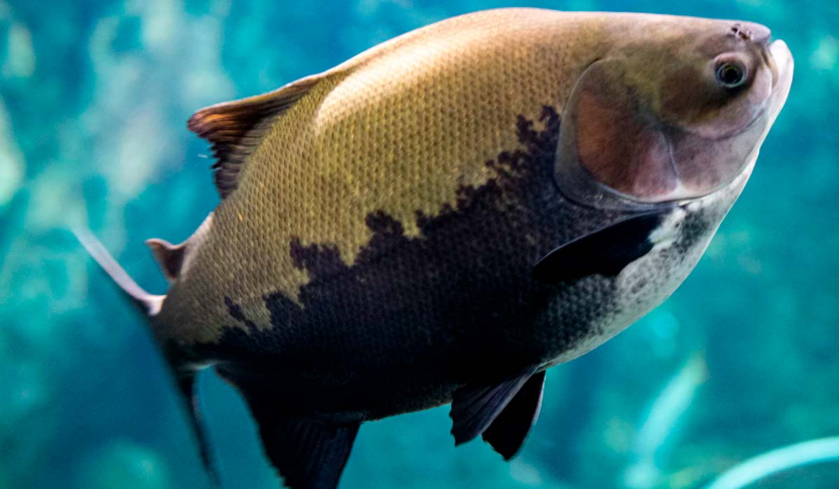 O tambaqui (Colossoma macropomum) O tambaqui (Colossoma macropomum)