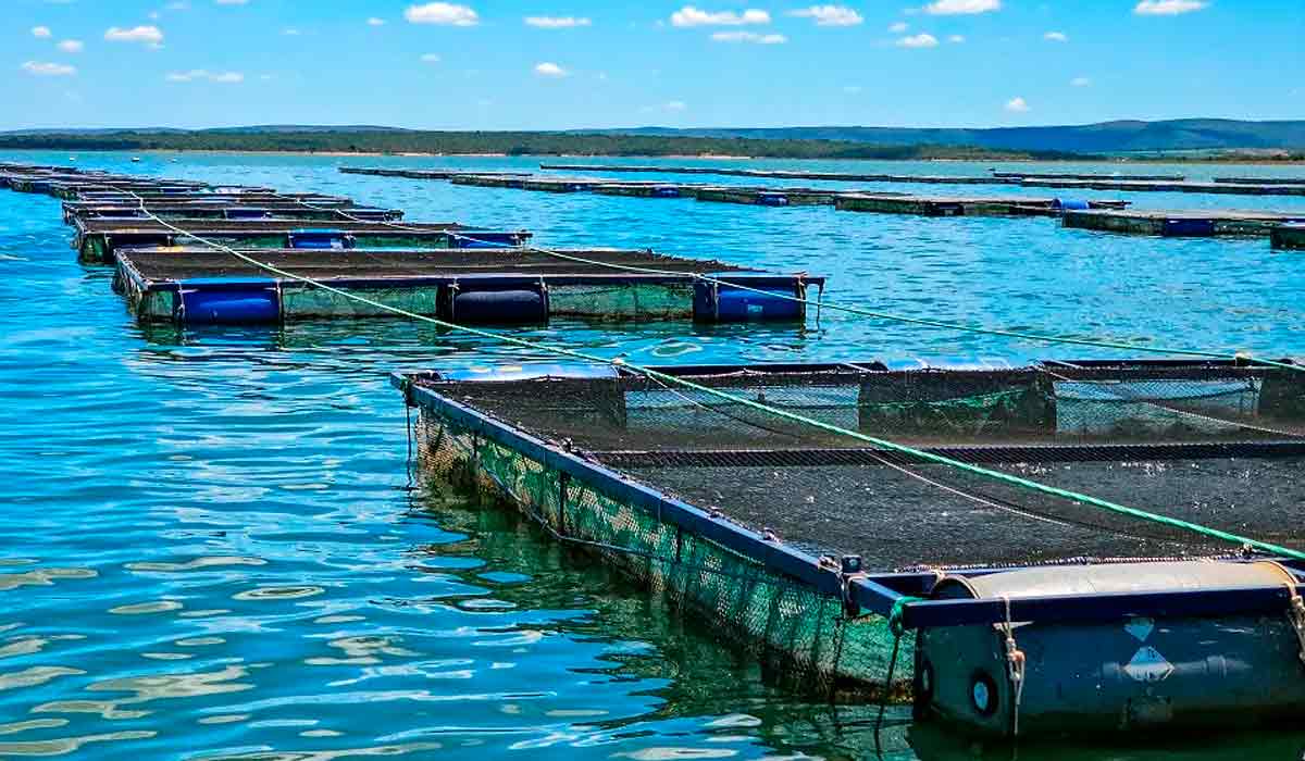 O lago de Itaipu já possui múltiplos usos, como abastecimento de água, produção pesqueira, recreação e preservação ambiental - Na foto, tanques redes do projeto-piloto da Companhia de Desenvolvimento dos Vales do São Francisco e do Paranaíba (Codevasf) na UHE Três Marias, Morada Nova, MG - Foto: Diego Vargas/Seapa-MG O lago de Itaipu já possui múltiplos usos, como abastecimento de água, produção pesqueira, recreação e preservação ambiental - Na foto, tanques redes do projeto-piloto da Companhia de Desenvolvimento dos Vales do São Francisco e do Paranaíba (Codevasf) na UHE Três Marias, Morada Nova, MG - Foto: Diego Vargas/Seapa-MG
