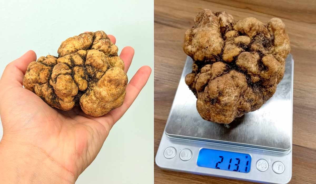 Maior trufa encontrada no Brasil é comprada por restaurante Tuju - Foto: Rodrigo Leão/Fazenda Pecanera Brasil Maior trufa encontrada no Brasil é comprada por restaurante Tuju - Foto: Rodrigo Leão/Fazenda Pecanera Brasil