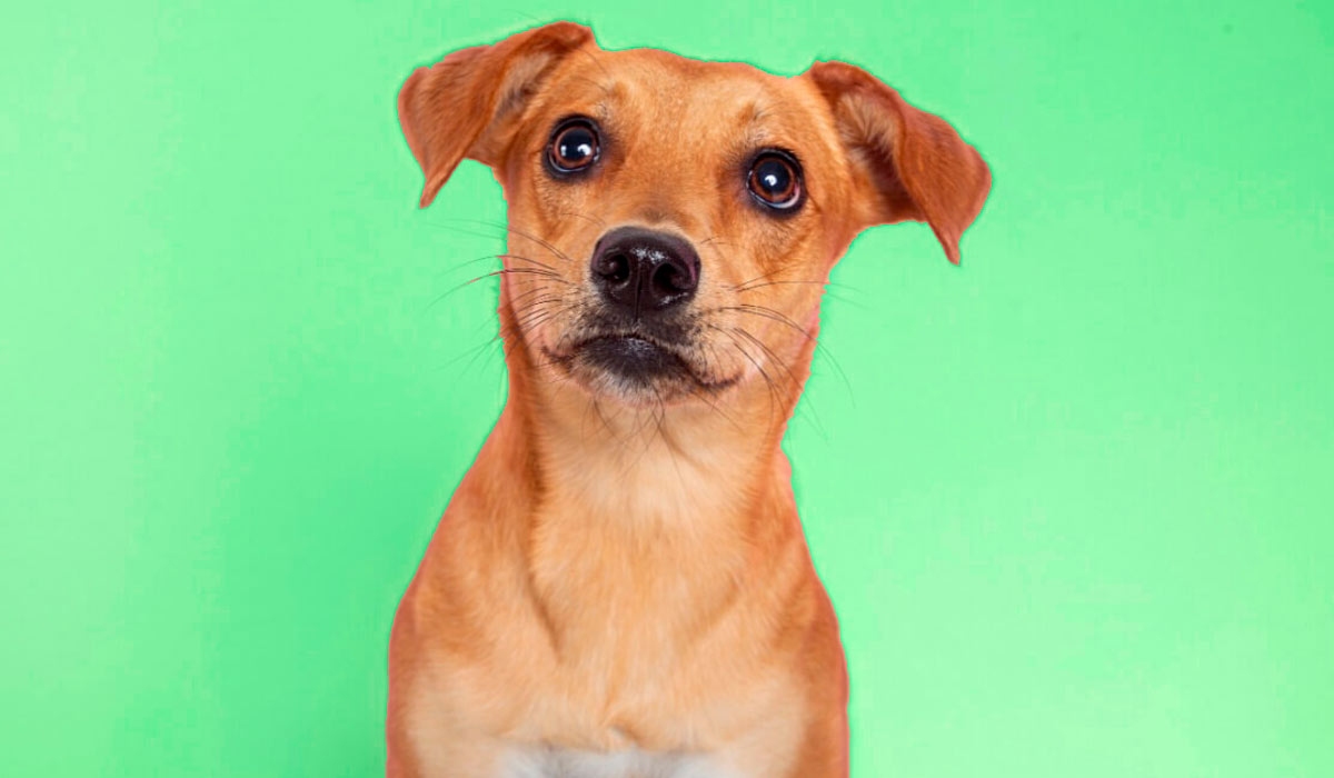 Um verdadeiro símbolo brasileiro, o termo "vira-lata caramelo" tornou-se notório em campanhas contra o abandono animal e de combate aos maus-tratos Um verdadeiro símbolo brasileiro, o termo "vira-lata caramelo" tornou-se notório em campanhas contra o abandono animal e de combate aos maus-tratos
