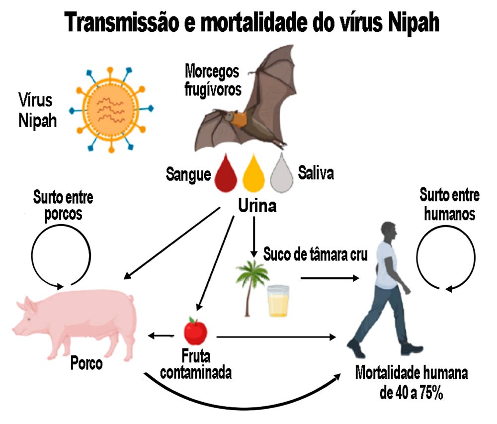 Transmissão e mortalidade do vírus Nipah - Figura: Pradnya Shinde Transmissão e mortalidade do vírus Nipah - Figura: Pradnya Shinde