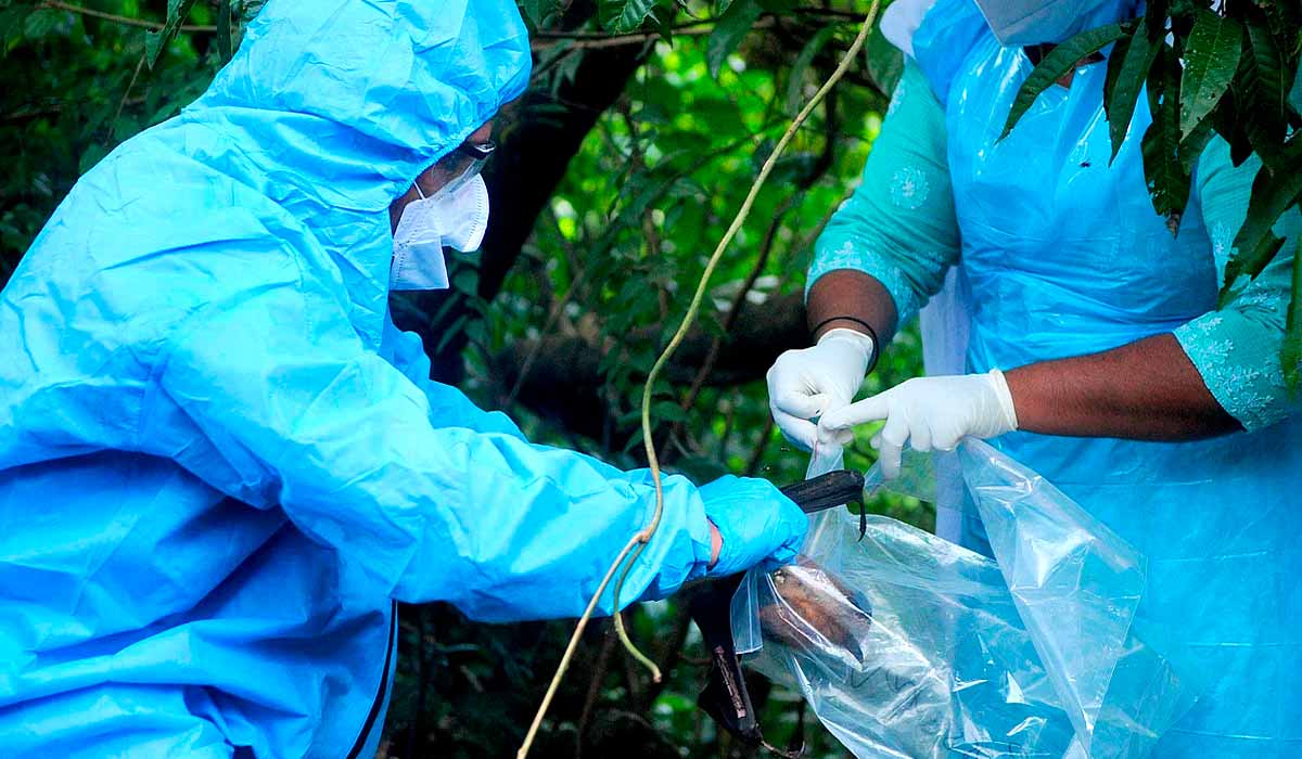 Pesquisadores coletando na mata o hospedeiro do vírus, um morcego-das-frutas do gênero Pteropus - Foto: Manorama Pesquisadores coletando na mata o hospedeiro do vírus, um morcego-das-frutas do gênero Pteropus - Foto: Manorama