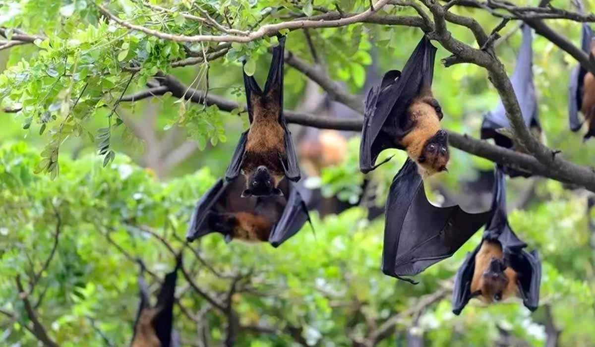O vírus Nipah tem os morcegos-da-fruta do gênero Pteropus como principais hospedeiros O vírus Nipah tem os morcegos-da-fruta do gênero Pteropus como principais hospedeiros