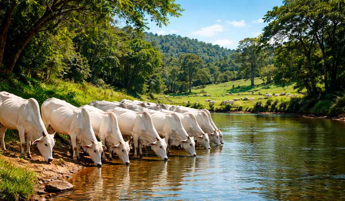 Rebanho se hidrata às margens de um curso d’água em área de preservação permanente, o que é permitido pelo Código Florestal Brasileiro apenas como dessedentação de baixo impacto Rebanho se hidrata às margens de um curso d’água em área de preservação permanente, o que é permitido pelo Código Florestal Brasileiro apenas como dessedentação de baixo impacto