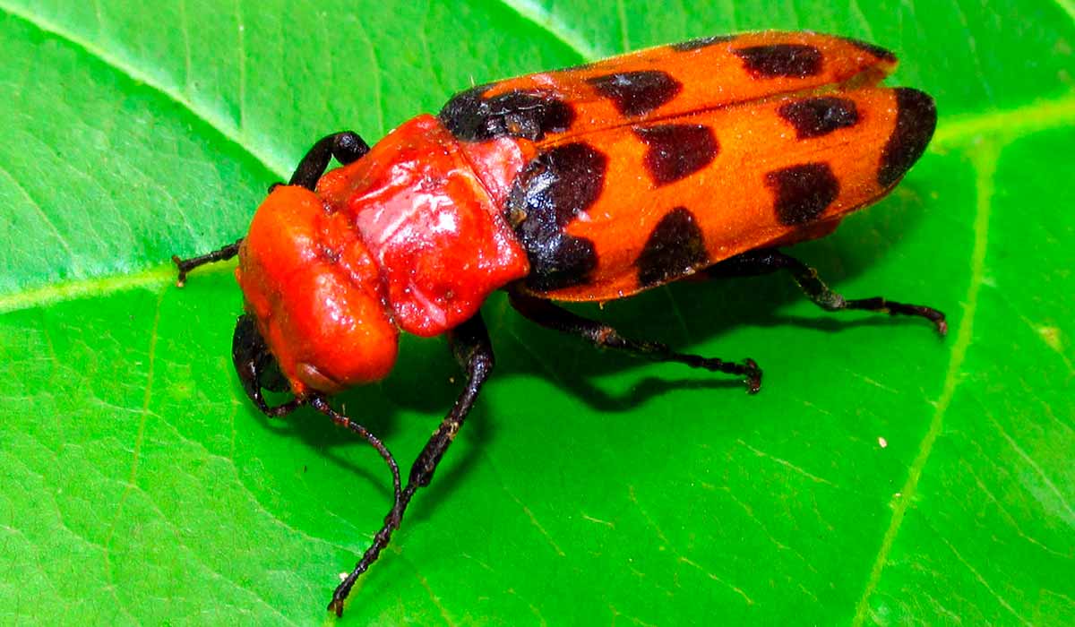 O besouro arrebenta-boi (Cissites maculata) - Foto: Luis MIguel Constantino Chuaire