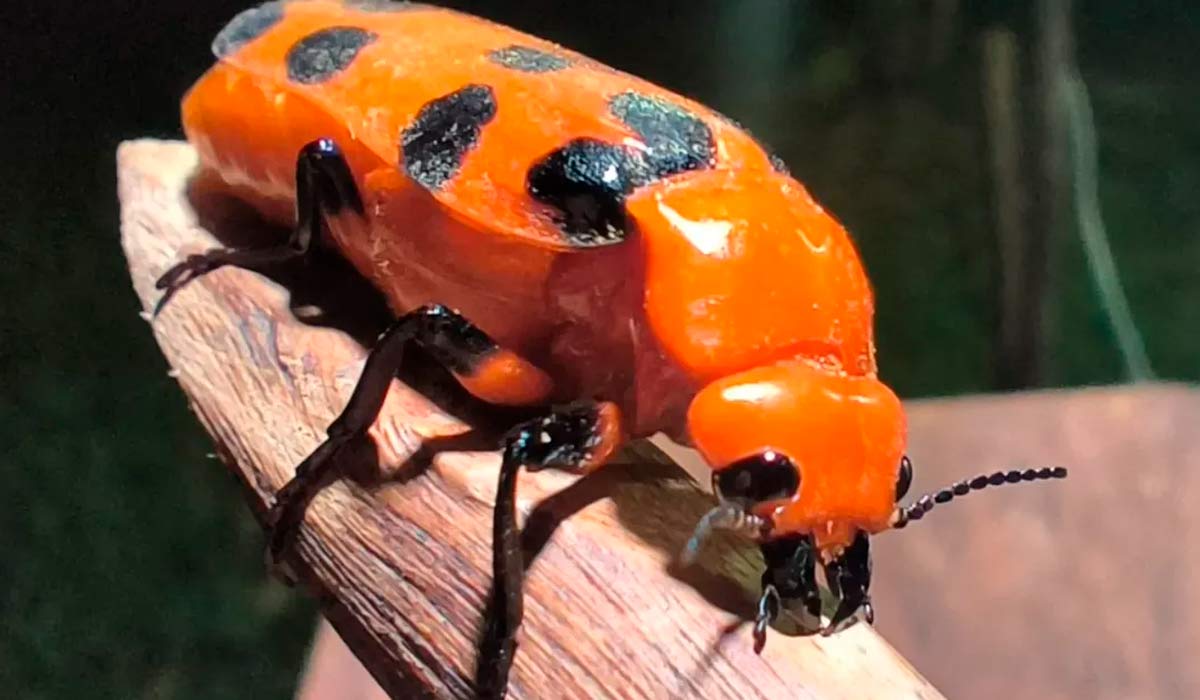 O maior risco sanitário da estação pode não estar no clima nem na nutrição, mas no comportamento de um pequeno besouro O maior risco sanitário da estação pode não estar no clima nem na nutrição, mas no comportamento de um pequeno besouro