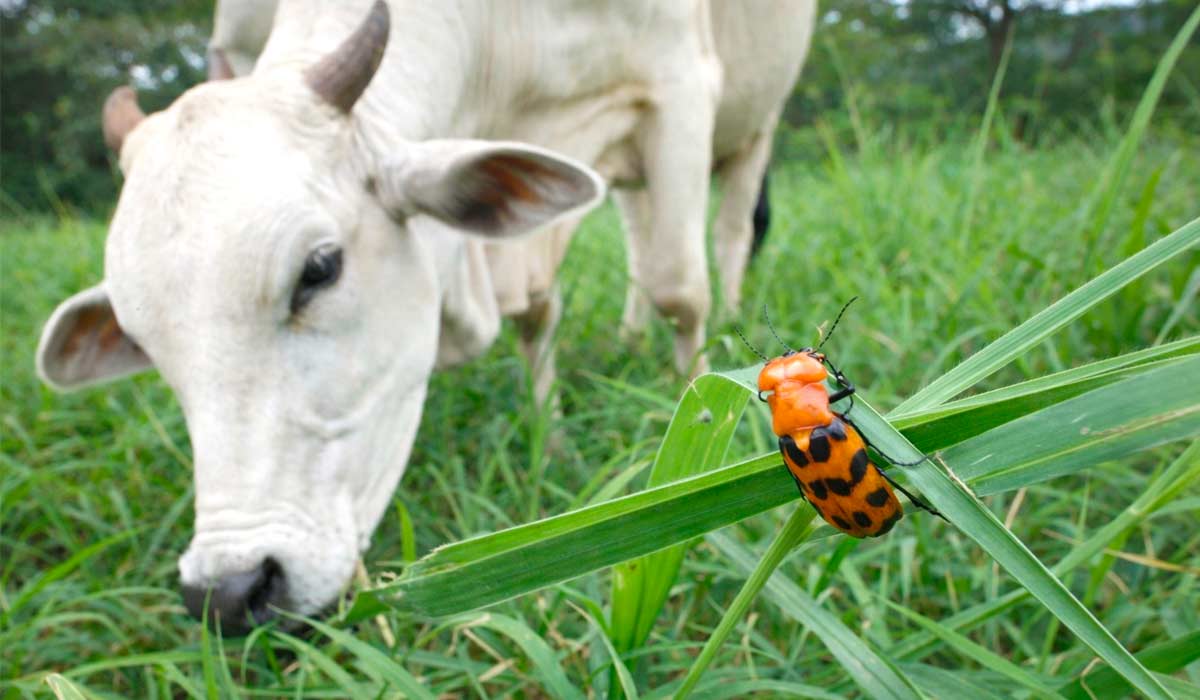 O besouro sobre plantas forrageiras, podendo ser ingerido acidentalmente durante o pastejo O besouro sobre plantas forrageiras, podendo ser ingerido acidentalmente durante o pastejo