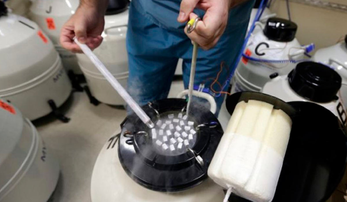 A inseminação artificial é uma estratégia de eficiência produtiva, ganho genético e redução de custo por unidade produzida A inseminação artificial é uma estratégia de eficiência produtiva, ganho genético e redução de custo por unidade produzida