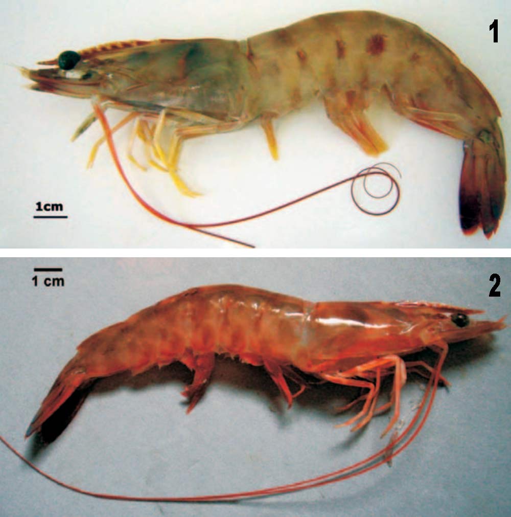 Espécies de camarão rosa que ocorrem no estuáriodo RioTramandaí - 1- Penaeus brasiliensis; 2- Penaeus paulensis Espécies de camarão rosa que ocorrem no estuáriodo RioTramandaí - 1- Penaeus brasiliensis; 2- Penaeus paulensis
