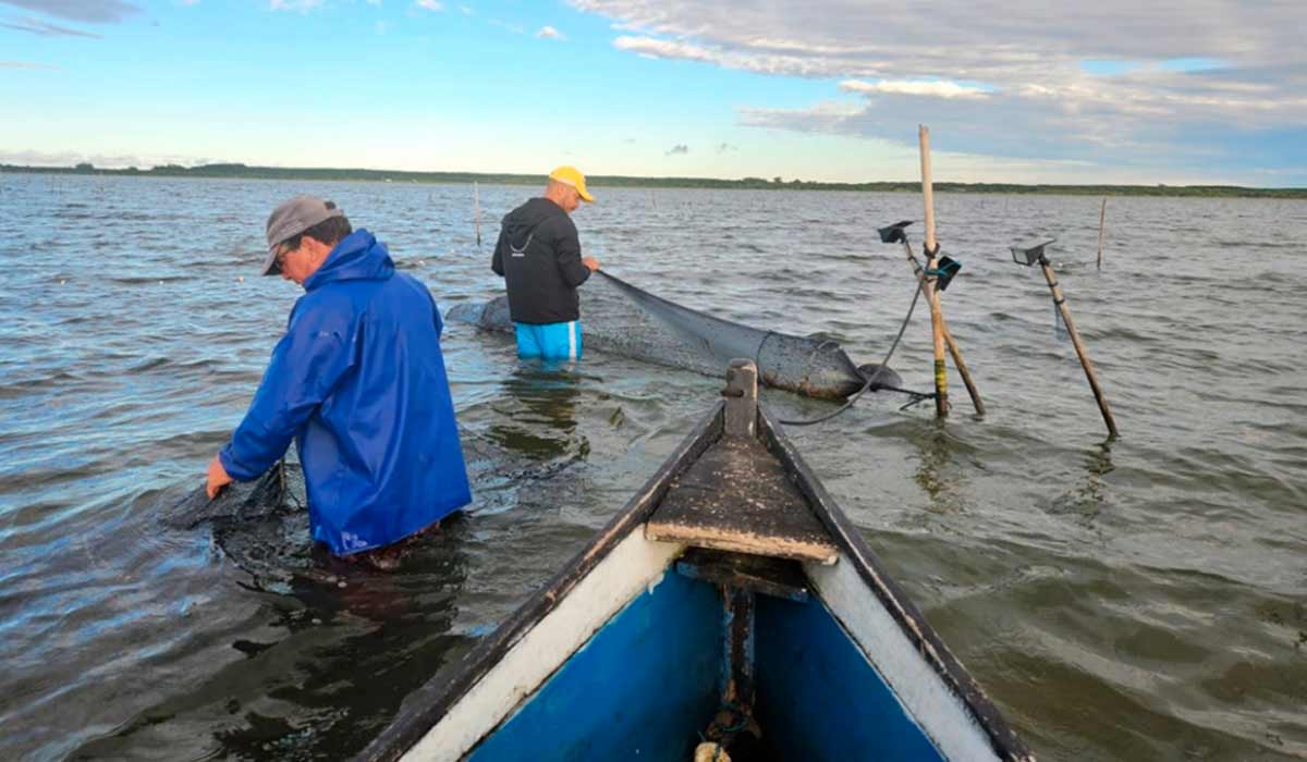 Safra 2026 começa com expectativa positiva e monitoramento ambiental em Tavares e Mostardas - Foto: ICMBIO Safra 2026 começa com expectativa positiva e monitoramento ambiental em Tavares e Mostardas - Foto: ICMBIO