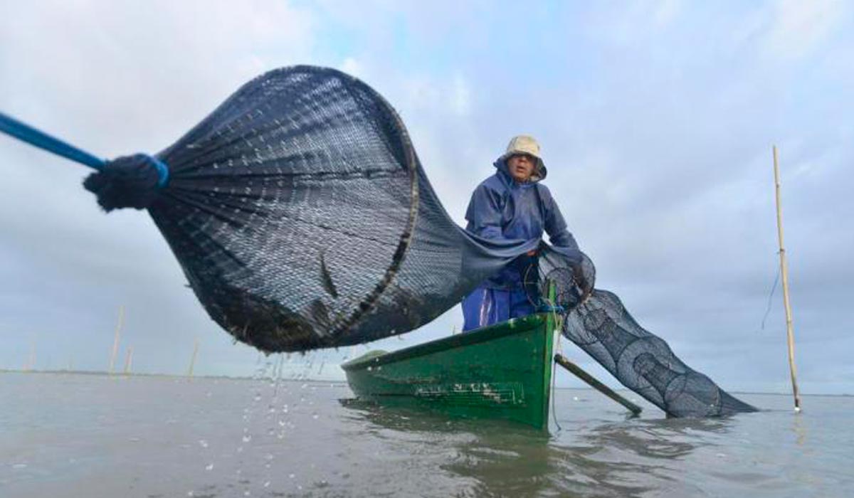 Pesca artesanal do camarão rosa com rede aviãozinho