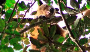 O canguru-arborícola Wondiwoi (Dendrolagus mayri) - Foto: Michael Smith