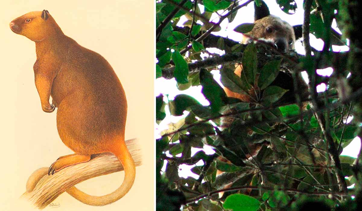 Uma ilustração que está no Museu de História Natural de Londres e uma das fotos de Michael Smith Uma ilustração que está no Museu de História Natural de Londres e uma das fotos de Michael Smith