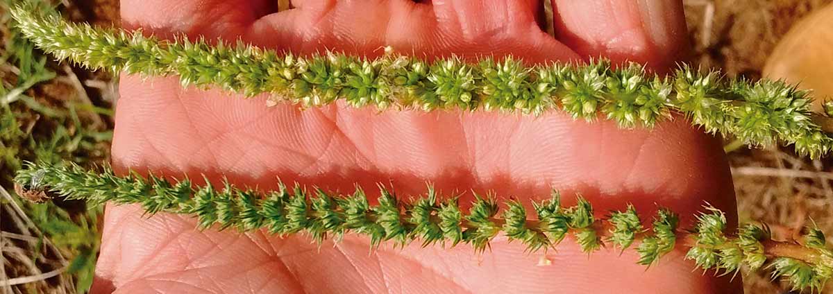 A resistência a herbicidas torna caruru-palmeri uma das piores invasoras do século XXI. Seu manejo inadequado pode causar perdas de até 90% na produtividade em culturas como a soja A resistência a herbicidas torna caruru-palmeri uma das piores invasoras do século XXI. Seu manejo inadequado pode causar perdas de até 90% na produtividade em culturas como a soja