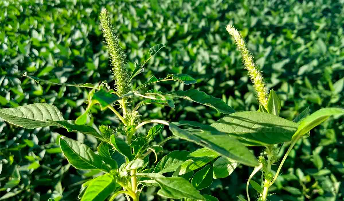 Planta invasora é detectada e acende alerta fitossanitário