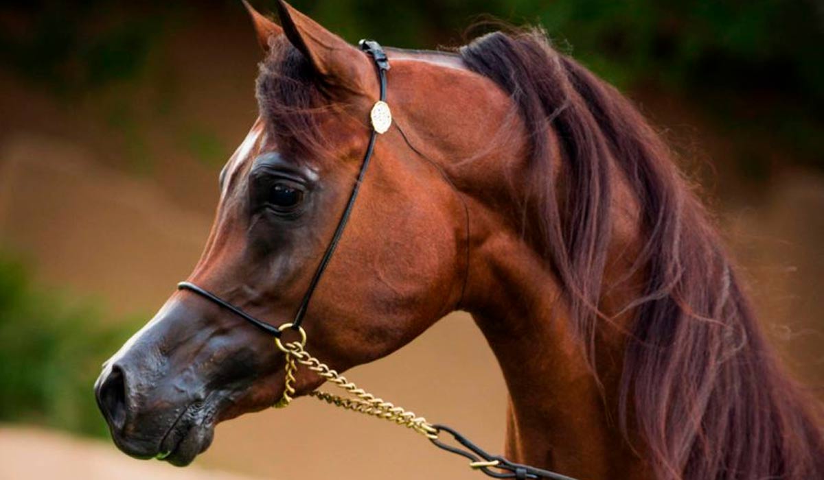 Royal Asad, cavalo árabe do Haras Dona Francisca