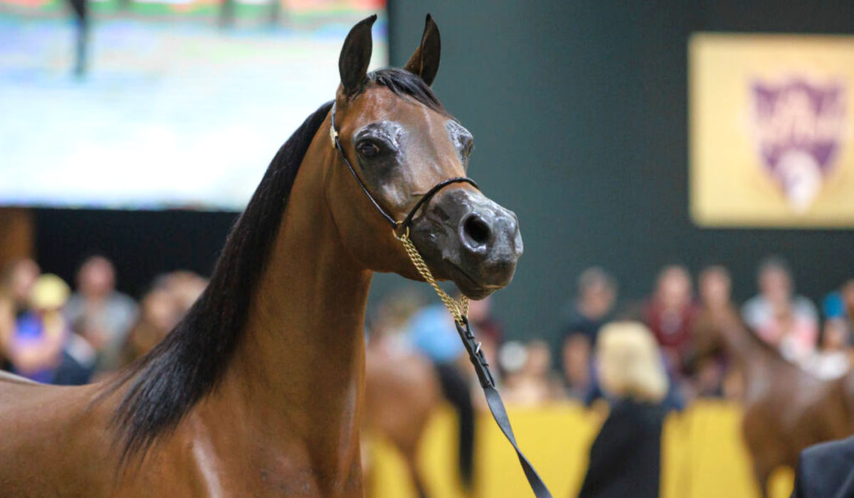 Mais do que estética, as exposições da raça são vitrines técnicas de genética, funcionalidade e valor agregado - Foto: André Shiwa Mais do que estética, as exposições da raça são vitrines técnicas de genética, funcionalidade e valor agregado - Foto: André Shiwa