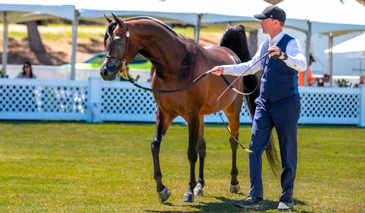 A temporada 2026 começa com expectativa elevada e promete movimentar genética, mercado e liquidez no setor - Foto: Lysa Roman A temporada 2026 começa com expectativa elevada e promete movimentar genética, mercado e liquidez no setor - Foto: Lysa Roman