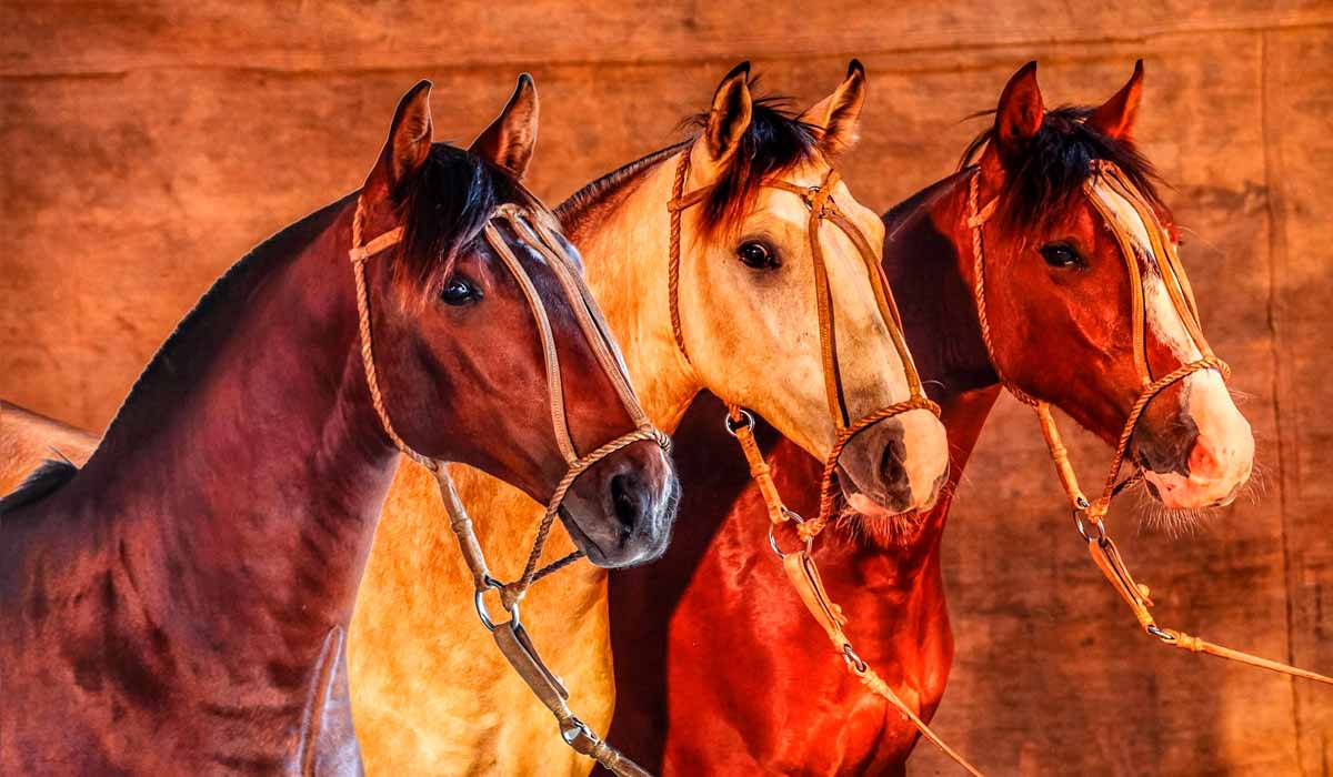 O crescimento contínuo do Cavalo Crioulo evidencia uma raça que une tradição, desempenho funcional, padronização genética e valorização de mercado - Foto: JG Martini O crescimento contínuo do Cavalo Crioulo evidencia uma raça que une tradição, desempenho funcional, padronização genética e valorização de mercado - Foto: JG Martini