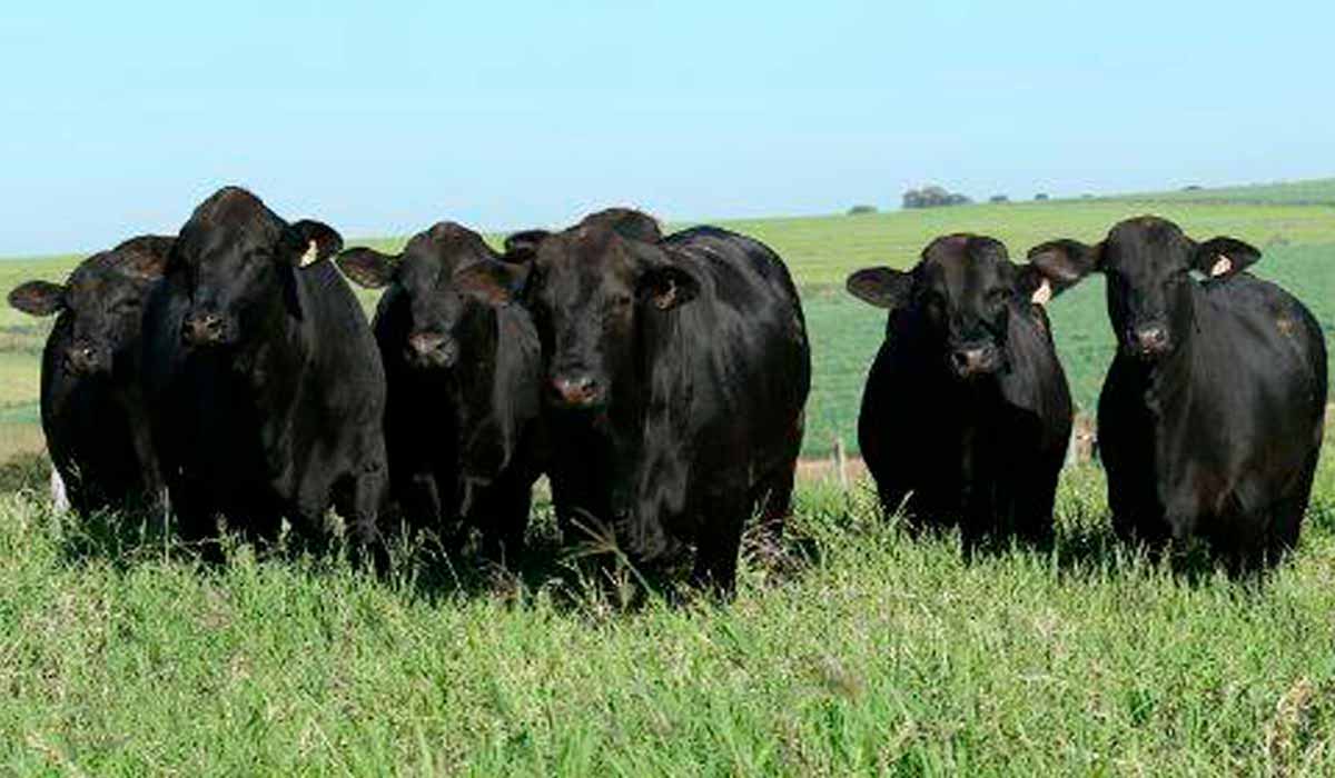 Novilhas brangus a pasto Novilhas brangus a pasto