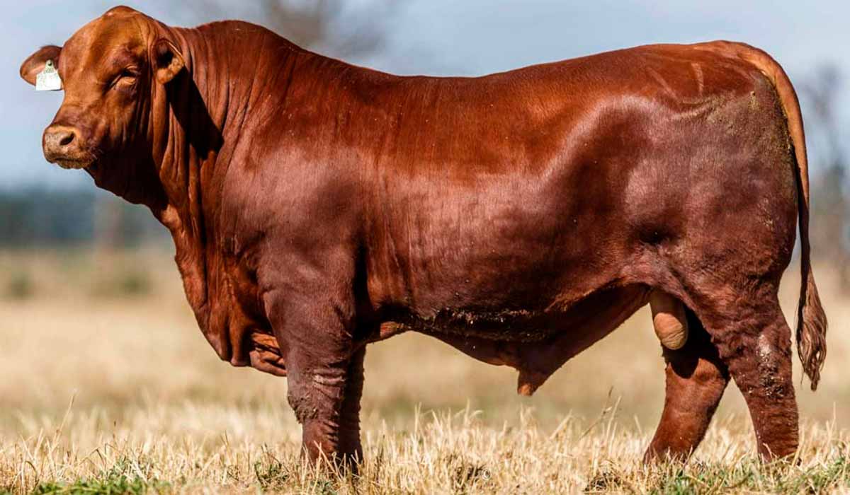 Reprodutor red brangus Reprodutor red brangus