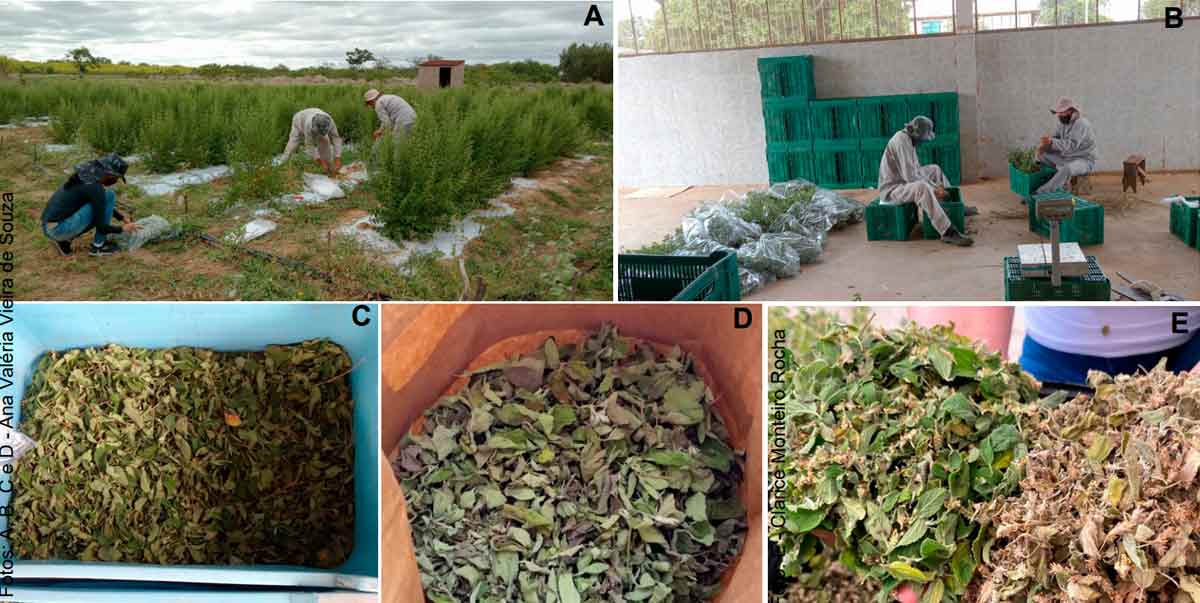 (A) Colheita de plantas de Lippia grata; (B) desfolha ou retirada das folhas em local sombreado; (C) folhas frescas; (D) folhas secas e (E) comparação da coloração de folhas frescas e folhas secas - Foto: Ana Valéria Vieira de Souza/Embrapa Semiárido (A) Colheita de plantas de Lippia grata; (B) desfolha ou retirada das folhas em local sombreado; (C) folhas frescas; (D) folhas secas e (E) comparação da coloração de folhas frescas e folhas secas - Foto: Ana Valéria Vieira de Souza/Embrapa Semiárido