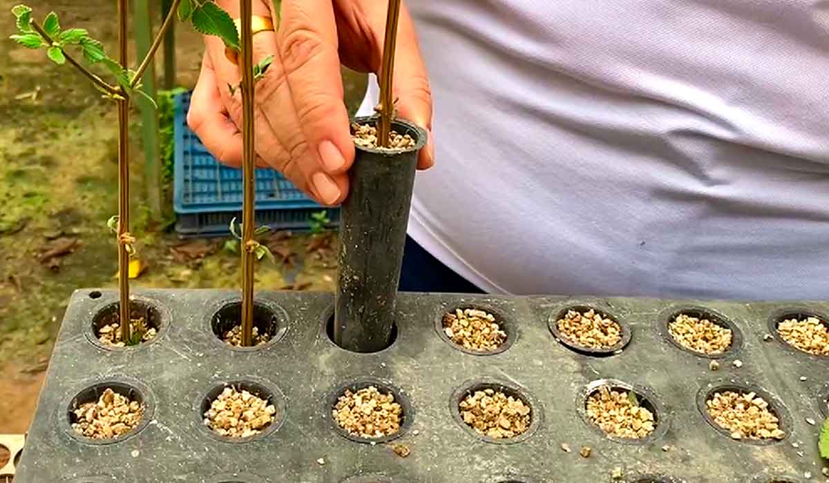 O alecrim-do-mato não se propaga por sementes, o que exigiu o desenvolvimento de um protocolo específico de produção de mudas por propagação vegetativa - Foto: Clarice Rocha/Embrapa Semiárido O alecrim-do-mato não se propaga por sementes, o que exigiu o desenvolvimento de um protocolo específico de produção de mudas por propagação vegetativa - Foto: Clarice Rocha/Embrapa Semiárido