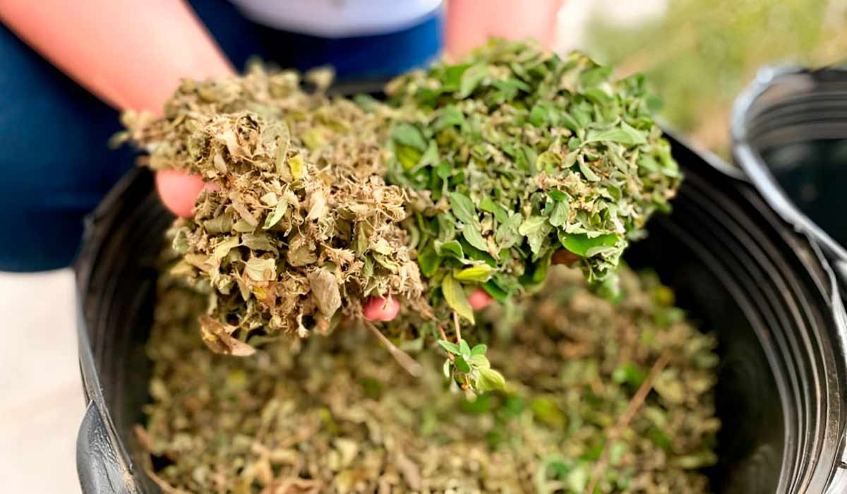 A matéria prima para a extração do óleo essencial - Foto: Clarice Rocha/Embrapa Semiárido A matéria prima para a extração do óleo essencial - Foto: Clarice Rocha/Embrapa Semiárido