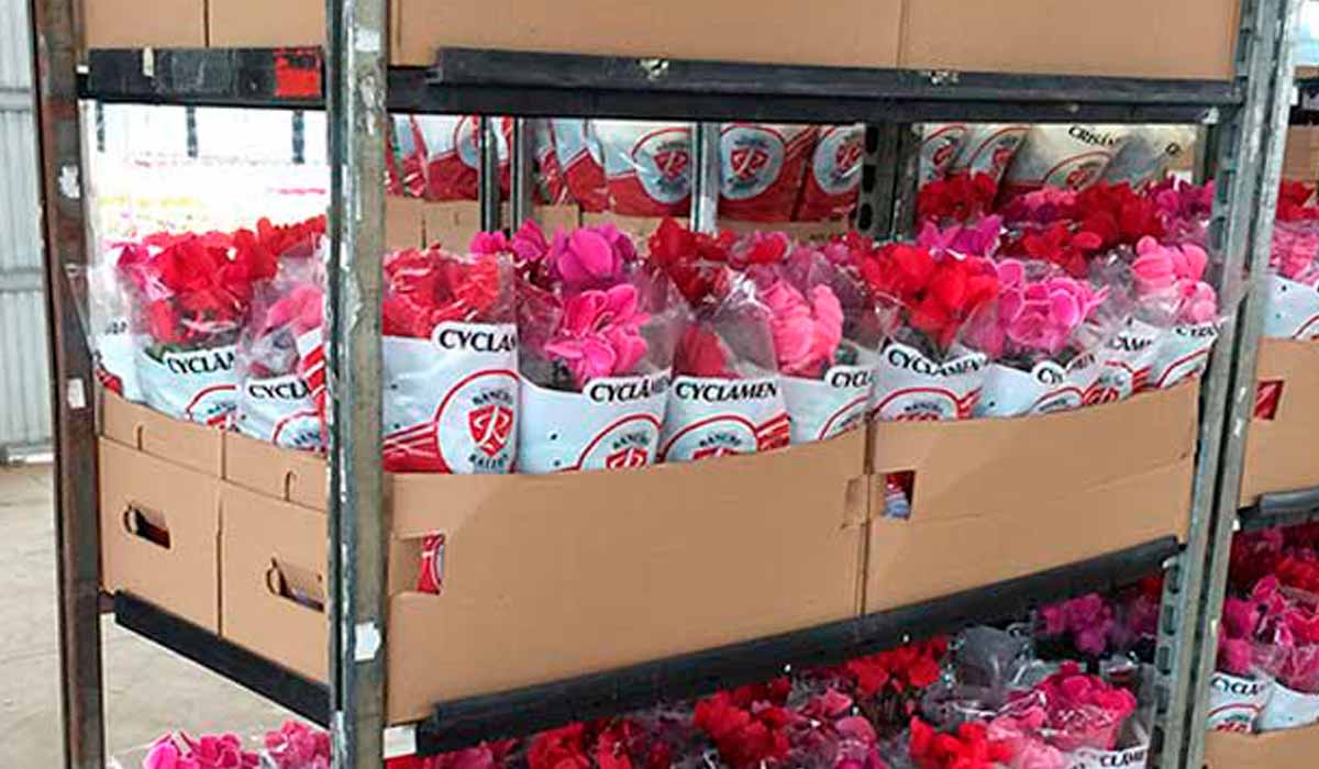 Vasos de ciclames prontos para comercialização Vasos de ciclames prontos para comercialização