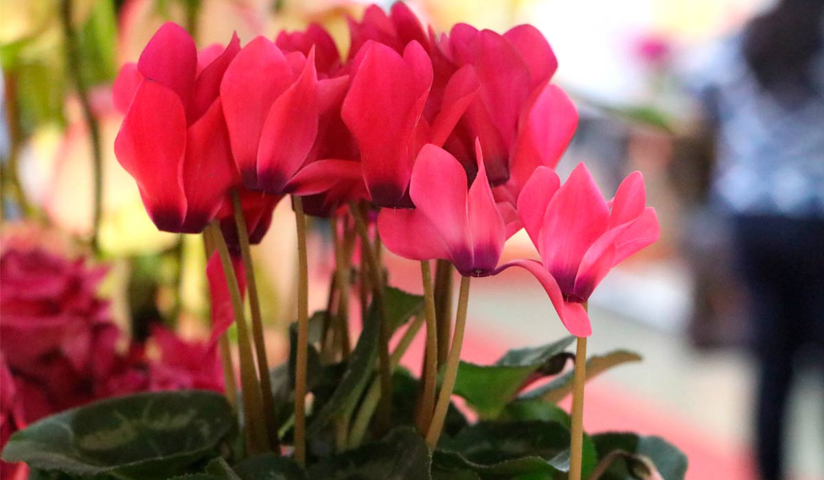 Embrapa decifra genoma de fungo causador da murcha do ciclame