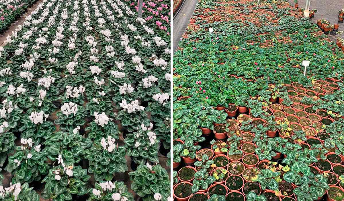 Flores tratadas e flores não tratadas - Foto: André May Flores tratadas e flores não tratadas - Foto: André May