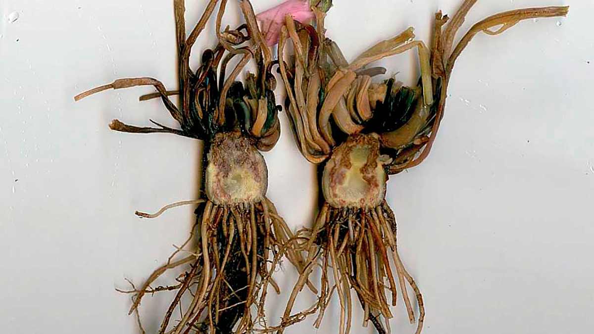 O Fusarium se espalha por meio de esporos, que infectam as plantas pelas raízes através de ferimentos ou aberturas naturais. O fungo eventualmente sobe pelas raízes e chega ao xilema da planta O Fusarium se espalha por meio de esporos, que infectam as plantas pelas raízes através de ferimentos ou aberturas naturais. O fungo eventualmente sobe pelas raízes e chega ao xilema da planta